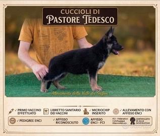 Cuccioli di Pastore Tedesco con pedigree Enci