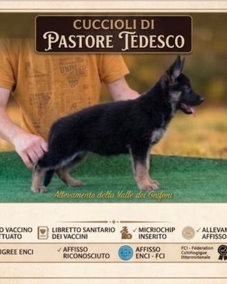 Cuccioli di Pastore Tedesco con pedigree Enci