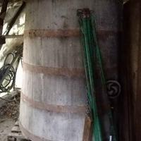 Tino legno di gelso perfetto h=1,5 m