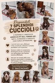 Pitbull