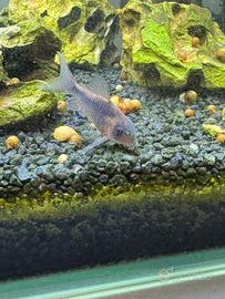 Corydoras