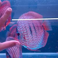 Discus Gunter Weissiflog