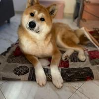 Akita inu giapponese