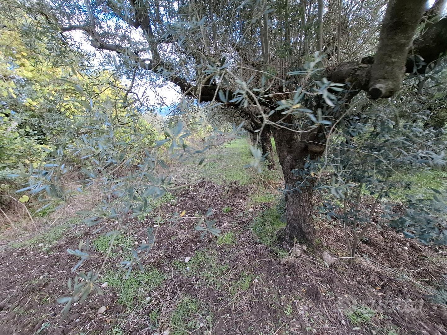 Terreno con ulivi adulti - Vista 5