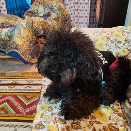 Maschio di Barboncino Toy per accoppiamento