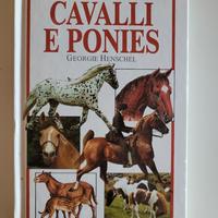 Cavalli e Ponies Georgie Henschel