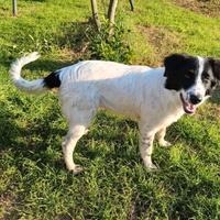 Cane meticcio taglia media