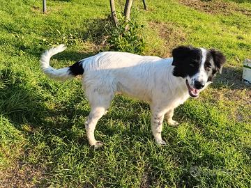 Cane meticcio taglia media