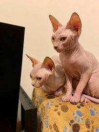 Cucciole Sphynx