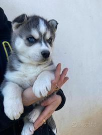 Cuccioli Siberian Husky