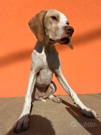Bracca pointer