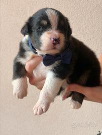 Australian shepherd