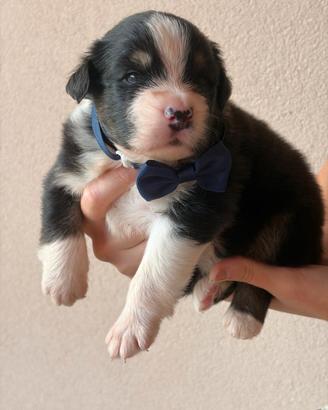 Australian shepherd