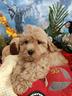 cuccioli-colore-intenso-taglia-piccola-malti-poo