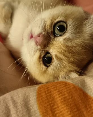 Cucciola British golden cincillà