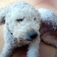 Cane Lagotto