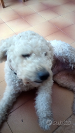 Cane Lagotto