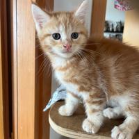 Maine coon