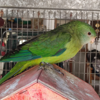 Parrocchetto coda nera