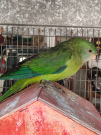 Parrocchetto coda nera