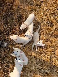 Siberian Husky con pedigree enci