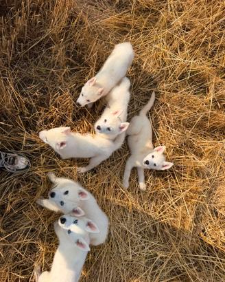 Siberian Husky con pedigree enci