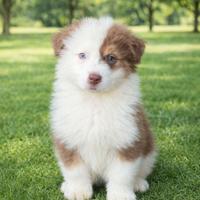 Australian shepherd
