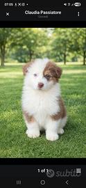 Australian shepherd