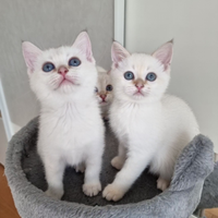 Incrocio bengala scottish