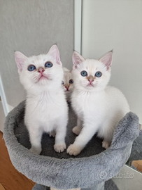 Incrocio bengala scottish