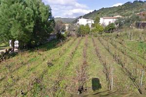 Terreno Edificabile a Viddalba