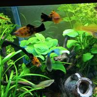 Xiphophorus hellerii