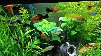 Xiphophorus hellerii