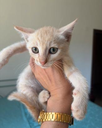 Il cucciolo, il gattino maschio 1,5 mesi