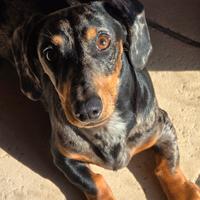 Bassotto arlecchino per accoppiamento