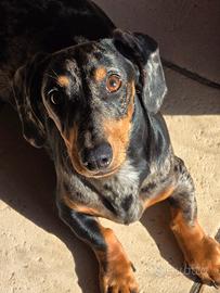 Bassotto arlecchino per accoppiamento