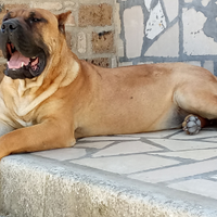 Perro De Presa Canario