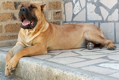 Perro De Presa Canario