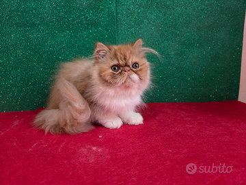 Gatto persiano ipertipico bicolor