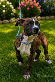 american pitbull terrier 