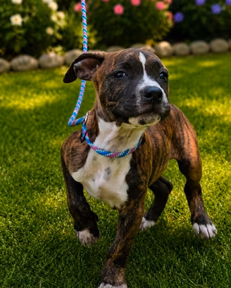 american pitbull terrier 