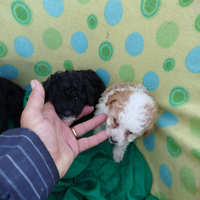 Cuccioli di maltese maltipoo e barboncini toy mini