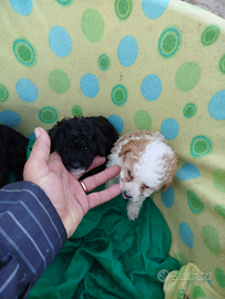 Cuccioli di maltese maltipoo e barboncini toy mini