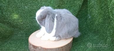 Coniglietti nani ariete minilop purissimi