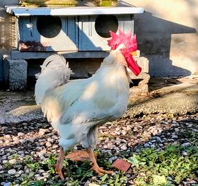 Gallo Valdarnese Bianca