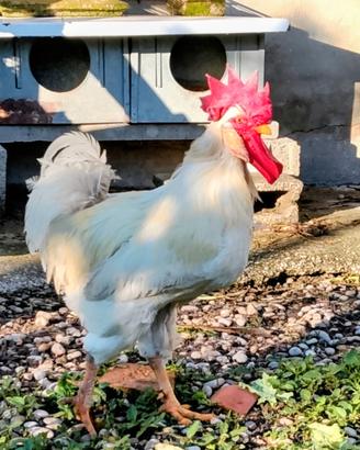 Gallo Valdarnese Bianca