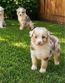 Cuccioli Australian Shepherd - Pastore Australiano