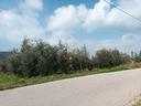 terreno-con-50-piante-di-ulivo