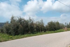 Terreno con 50 piante di ulivo