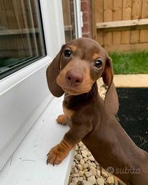 Bassotti Nani cuccioli - 60 giorni